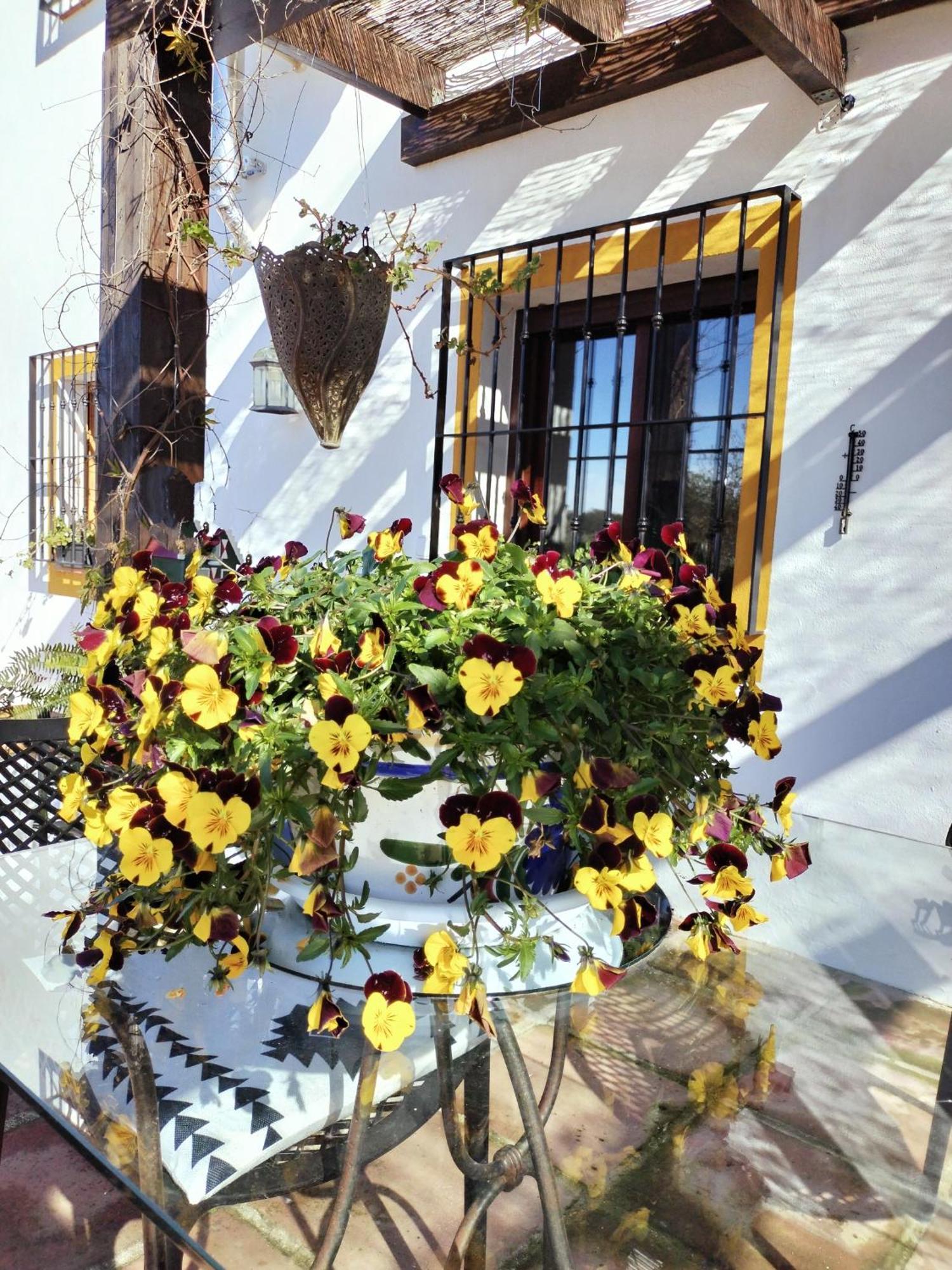 Todos Y Tonya Bed and Breakfast Archidona Exteriör bild